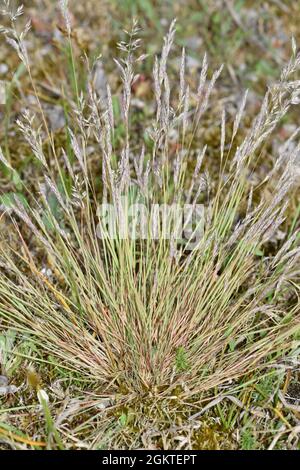 Graues Haargras - Corynephorus canescens Stockfoto