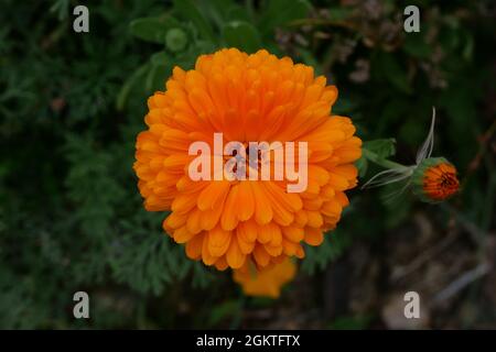 Einzelne, lebendige orangefarbene Ringelblume mit weichem, unscharfem grünen Blatthintergrund Stockfoto