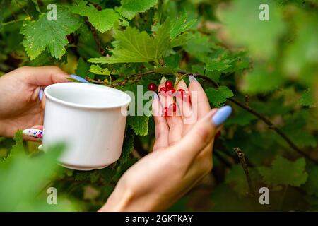 Johannisbeeren auf den Zweigen. Das Mädchen sammelt Johannisbeeren. Erntekonzept Stockfoto