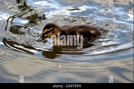 Entenschwimmen und Nahrungssuche im See, während er seine Umgebung unter dem wachsamen Auge seiner Eltern erkundet. Stockfoto