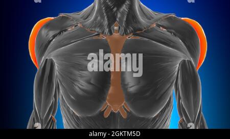 Akromialer Teil der deltoiden Muskulatur Anatomie für Medical Concept 3D Illustration Stockfoto