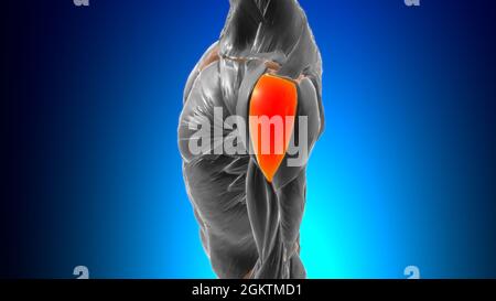 Akromialer Teil der deltoiden Muskulatur Anatomie für Medical Concept 3D Illustration Stockfoto