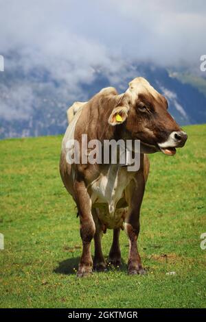 Porträt der Braunkuh im alpinen Tirol Natur. Stehende Hausrinder (Bos Taurus) in Österreich. Stockfoto