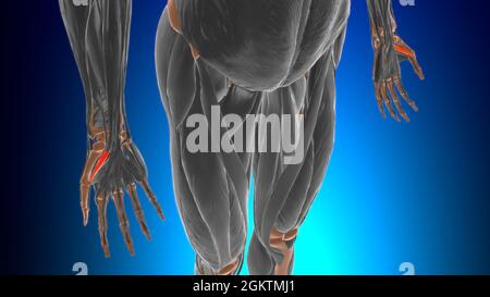 Flexor pollicis brevis Muscle Anatomy for Medical Concept 3D Illustration Stockfoto