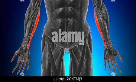 Humeralkopf des Flexor carpi ulnaris Muscle Anatomy for Medical Concept 3D Illustration Stockfoto
