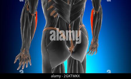 Humeralkopf des Flexor carpi ulnaris Muscle Anatomy for Medical Concept 3D Illustration Stockfoto
