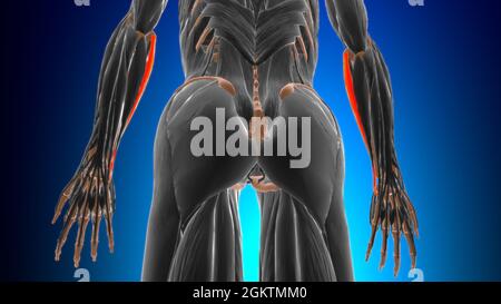 Humeralkopf des Flexor carpi ulnaris Muscle Anatomy for Medical Concept 3D Illustration Stockfoto