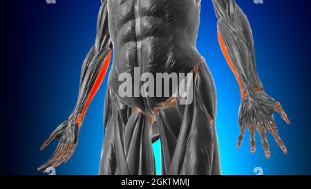 Humeralkopf des Flexor carpi ulnaris Muscle Anatomy for Medical Concept 3D Illustration Stockfoto