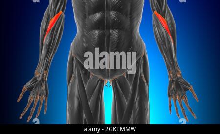 Humeralkopf des Pronators teres Muscle Anatomy for Medical Concept 3D Illustration Stockfoto