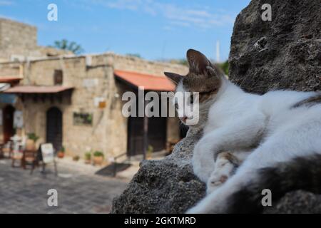 Junge Feral Katze ruht auf Stein in der Altstadt von Rhodos. Das süße, abstrige Kitten liegt auf dem Felsen in der Greek Street. Stockfoto