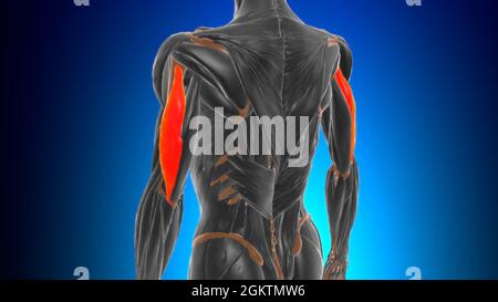 Anatomie des lateralen Kopf-Trizeps-brachialen Muskels für Medical Concept 3D-Illustration Stockfoto