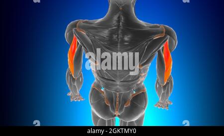 Anatomie des lateralen Kopf-Trizeps-brachialen Muskels für Medical Concept 3D-Illustration Stockfoto