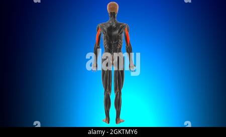 Anatomie des lateralen Kopf-Trizeps-brachialen Muskels für Medical Concept 3D-Illustration Stockfoto
