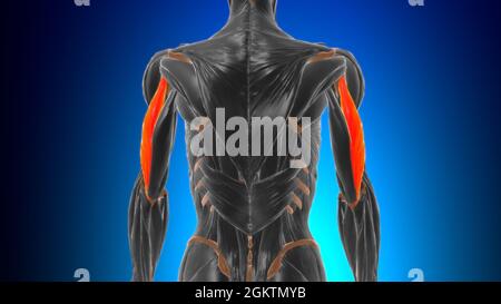 Anatomie des lateralen Kopf-Trizeps-brachialen Muskels für Medical Concept 3D-Illustration Stockfoto