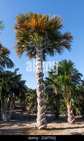 Sabal Palmetto auch bekannt als Kohlpalme, Kohlpalme, sabal Palme, Stockfoto