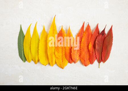 Bunte Regenbogenfarben Farbverlauf Herbstblätter. Konzept für den Wechsel der Herbstsaison. Stockfoto