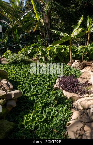 Santa Cruz, Teneriffa, Spanien - 22. Dezember 2019. Palmetum Park in Santa Cruz, Teneriffa Stockfoto