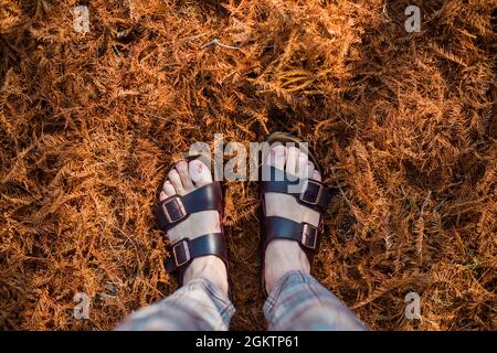 Blick in die Höhe der Person, die auf gefallenen Blättern steht Stockfoto