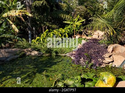 Santa Cruz, Teneriffa, Spanien - 22. Dezember 2019. See und Palmen im Palmetum Botanic Park in Santa Cruz De Teneriffa, Gran Canaria, Teneriffa, Spa Stockfoto