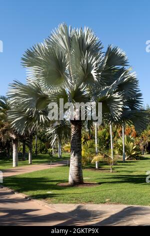 Eine silberne Bismarckpalme im Palmetum botanischen Park, Stockfoto