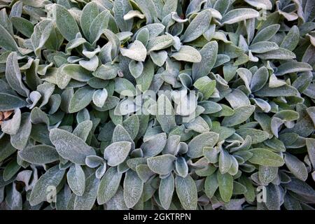 Lammohr oder Woolly Heckenstachel (Stachys byzantina) grüne Blätter Hintergrund. Frisches Naturbelaub. Draufsicht. Stockfoto