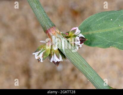 Ray's Knotgrass - Polygonum oxyspermum ssp. Raii Stockfoto