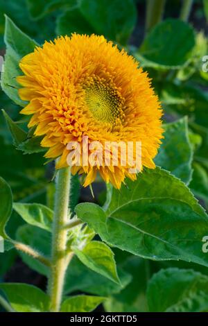 Dekorative gelbe Sonnenblume Teddybär Stockfoto