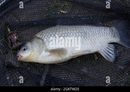 Preußischer Karpfen, silberner preußischer Karpfen oder Gibelkarpfen, Carassius gibelio im Landungsnetz. Fisch an einem Haken gefangen. Stockfoto