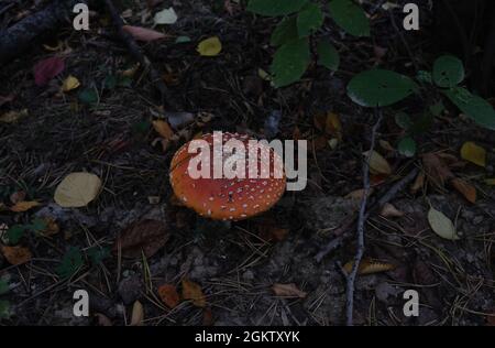 Muhamor in der natürlichen Umgebung zwischen den Blättern und Ästen. Orange-roter Muhamor Stockfoto