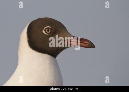 Braunkopfmöwe (Chroicocephalus brunnicephalus) Nahaufnahme Stockfoto