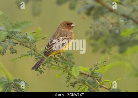 Rotkopfhämmer (Emberiza bruniceps) Stockfoto