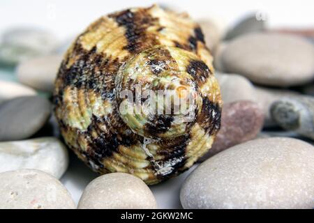 Nahaufnahme einer Meeresmuschel Stockfoto