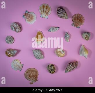 Meer ​​shells verschiedenen Formen in einer Spirale angeordnet Stockfoto