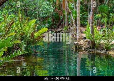 Malerische Aussicht auf ruhige Cenote mit üppigen grünen Bäumen im Wald Stockfoto