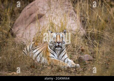 Wilder königlicher bengalischer Tiger bei einer Wildtiersafari im kanha-Nationalpark oder im Tiger Reserve madhya pradesh india - panthera tigris tigris Stockfoto