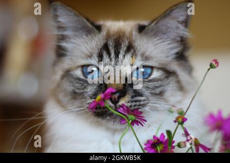 Blumenkatze Stockfoto