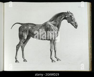 Vintage George Stubbs Pferd Malerei Kunst Stockfoto