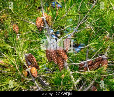 Kiefernzapfen. Isoliert. Nahaufnahme. Kiefer mit hängenden geschlossenen Kiefernzapfen aus Zweig. Stockbild. Stockfoto