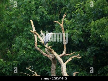 Ein Graureiher (Ardea Cinerea), der in Shropshire, England, in einem toten Baum thront. Stockfoto