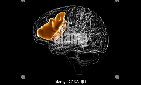 Gehirn inferior frontaler Gyrus Anatomie für Medical Concept 3D Illustration Stockfoto