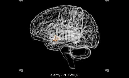 Gehirn Hypothalamus Anatomie für Medical Concept 3D Illustration Stockfoto