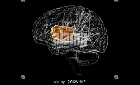 Brain insula Anatomy for Medical Concept 3D Illustration Stockfoto