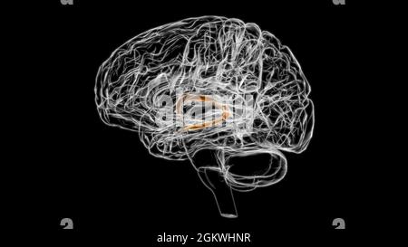 Hirnfornix des Vorderhirns Anatomie für medizinisches Konzept 3D Illustration Stockfoto