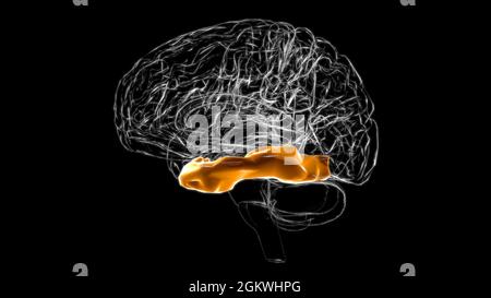 Gehirn inferior temporal Gyrus Anatomy for Medical Concept 3D Illustration Stockfoto