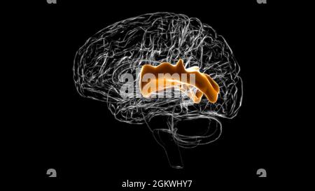 Gehirn posteriorer Teil des rechten oberen temporalen Gyrus Anatomie für Medical Concept 3D-Illustration Stockfoto