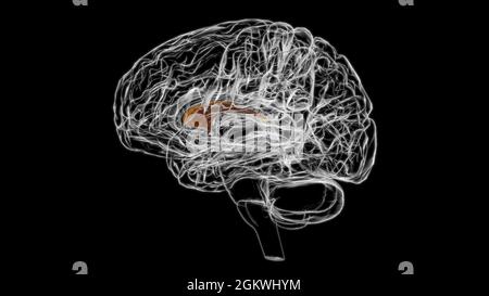 Hirnseptum der Telencephin-Anatomie für medizinisches Konzept 3D-Illustration Stockfoto