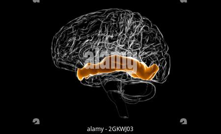 Gehirn mittlere temporale Gyrus Anatomie für Medical Concept 3D Illustration Stockfoto