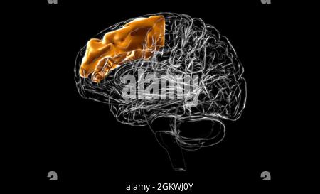 Anatomie des mittleren frontalen Gyrus des Gehirns für medizinisches Konzept 3D-Illustration Stockfoto