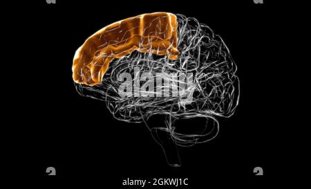 Gehirn überlegene frontale Gyrus Anatomie für Medical Concept 3D Illustration Stockfoto