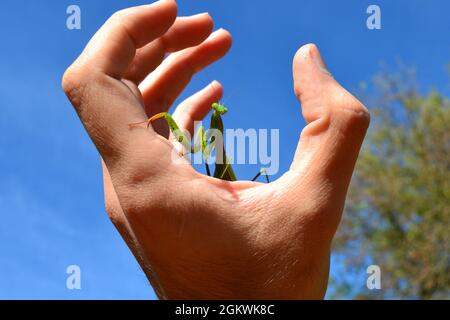 Grüne Gottesanbeterin steht auf einer menschlichen Hand mit blauem Himmel Hintergrund. Stockfoto